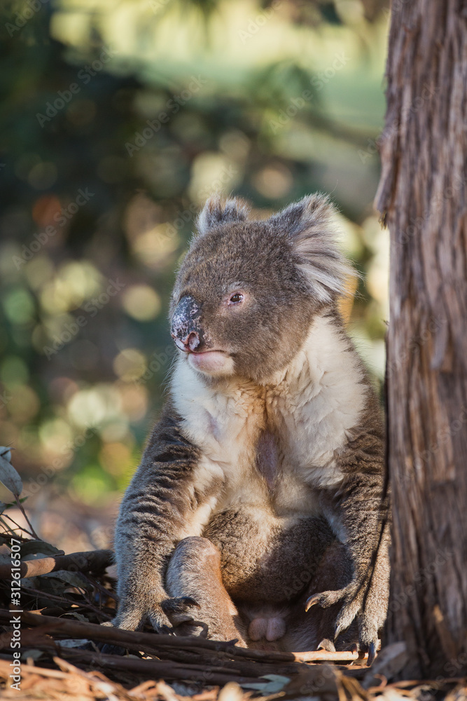 Obraz premium A large male koala, Phascolarctos cinereus, sitting upright under a tree.