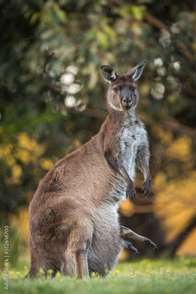 Fototapeta premium A western grey kangaroo with joey legs coming out of the pouch, Macropus fuliginosus, subspecies Kangaroo Island kangaroo.