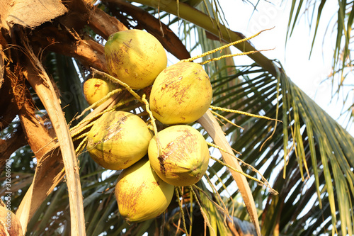Coconut balls  on the tree