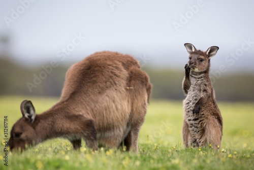 A joey and mother western grey kangaroos. Macropus fuliginosus, subspecies Kangaroo Island kangaroo, grazing.