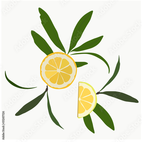 Vector stock illustration of a citron. Yellow sour citron fruit ripe cut into pieces with mint leaves. Lemon, lime, Mandarin, orange, citrus fruit and watercolor greens. Isolated on white background.