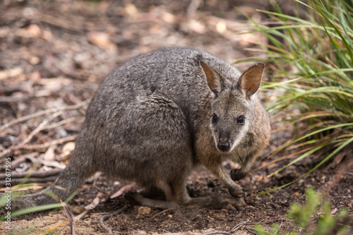 A tammar wallaby, Macropus eugenii. photo