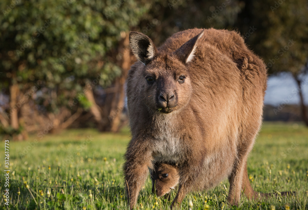 A western grey kangaroo with joey looking out of the pouch, Macropus fuliginosus, subspecies Kangaroo Island kangaroo.