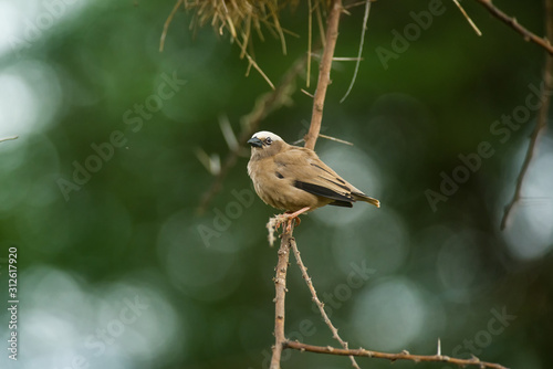 Grey-capped social weaver (Pseudonigrita arnaudi) perched on tree branch with nests behind, Amboseli, Kenya photo