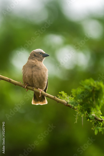 Grey-capped social weaver (Pseudonigrita arnaudi) perched on tree branch with nests behind, Amboseli, Kenya photo