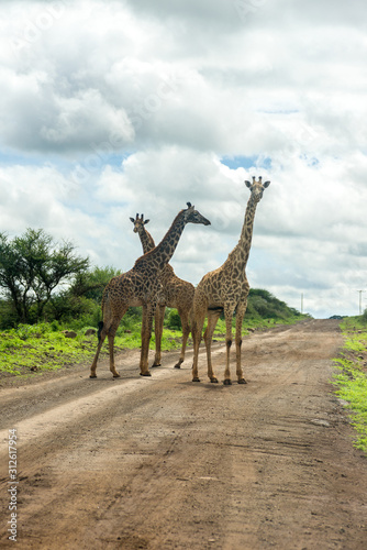 Three Masai giraffe  Giraffa camelopardalis tippelskirchii  standing in road  Amboseli  Kenya