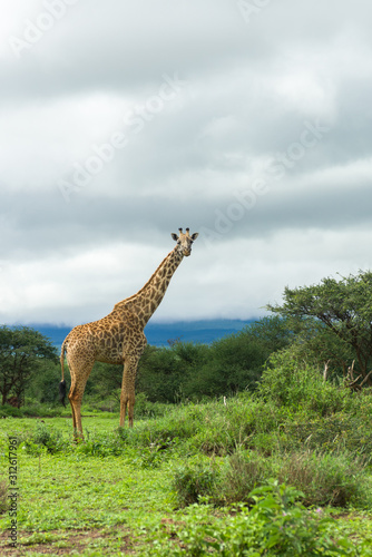 Masai giraffe (Giraffa camelopardalis tippelskirchii) standing in grassland, Amboseli, Kenya