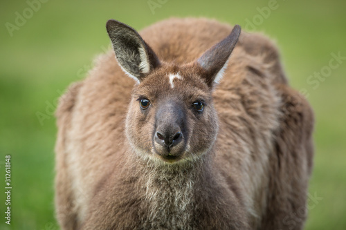 Portrait of a western grey kangaroo, Macropus fuliginosus, subspecies Kangaroo Island kangaroo.