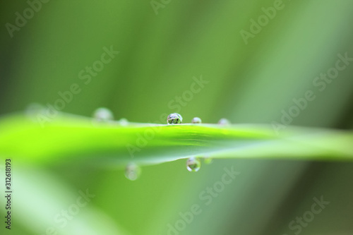 morning dew drops on green grass leaves