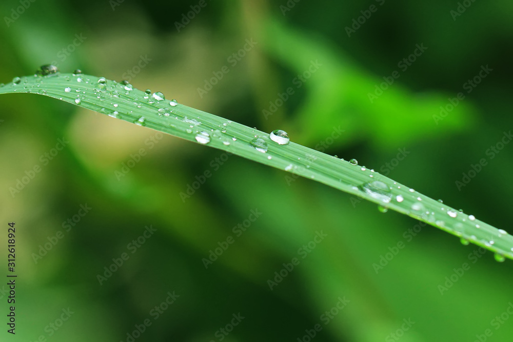 morning dew drops on green grass leaves morning dew drops on green grass leaves