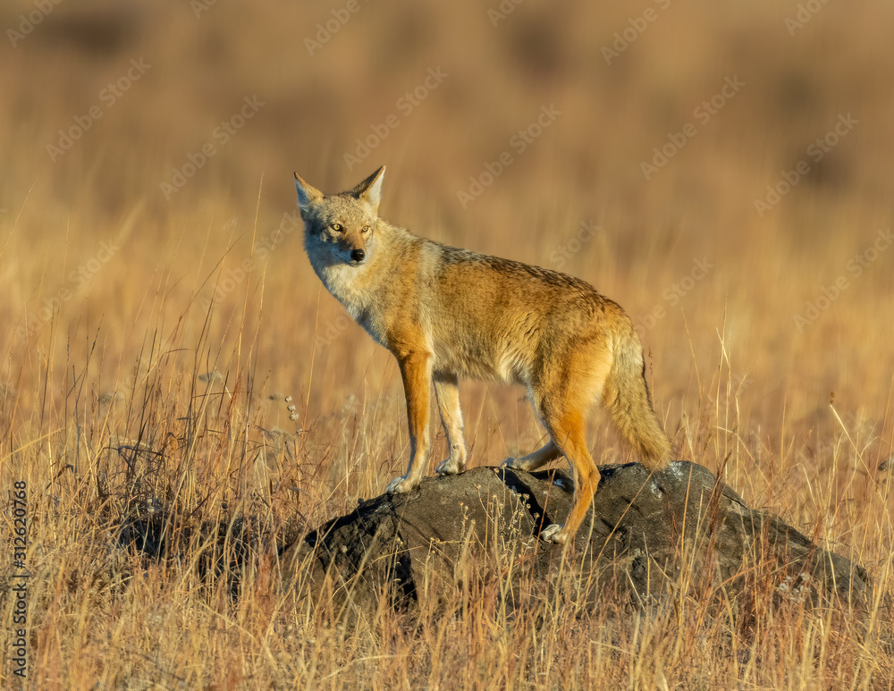 Coyote standing on a rock looking back
