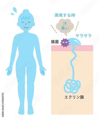 エクリン汗腺と体臭　肌の断面図