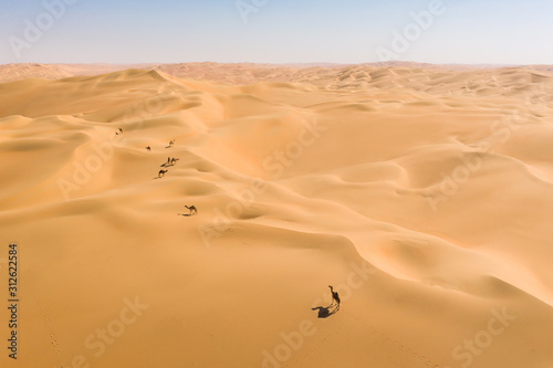 Aerial view from a drone of a group of dromedary camels walking in the Empty Quarters desert. Abu Dhabi, United Arab Emirates.