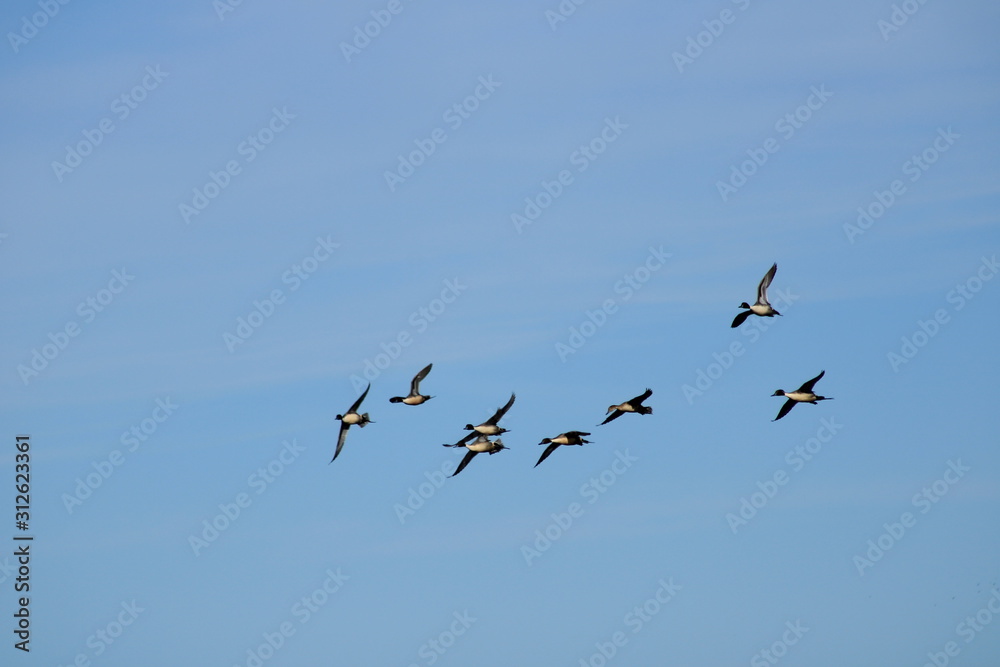 Flock of pintail ducks