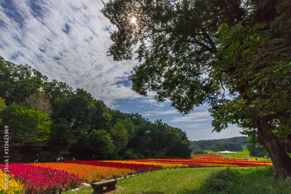 Fototapeta premium ケイトウ畑と青空