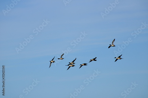 Flock of pintail ducks