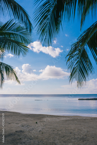 caribbean beach with palms