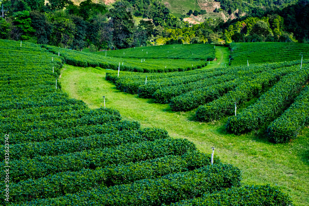Tea Plantation on highland. Doi Mae Salong, Chiang Rai, Thailand.