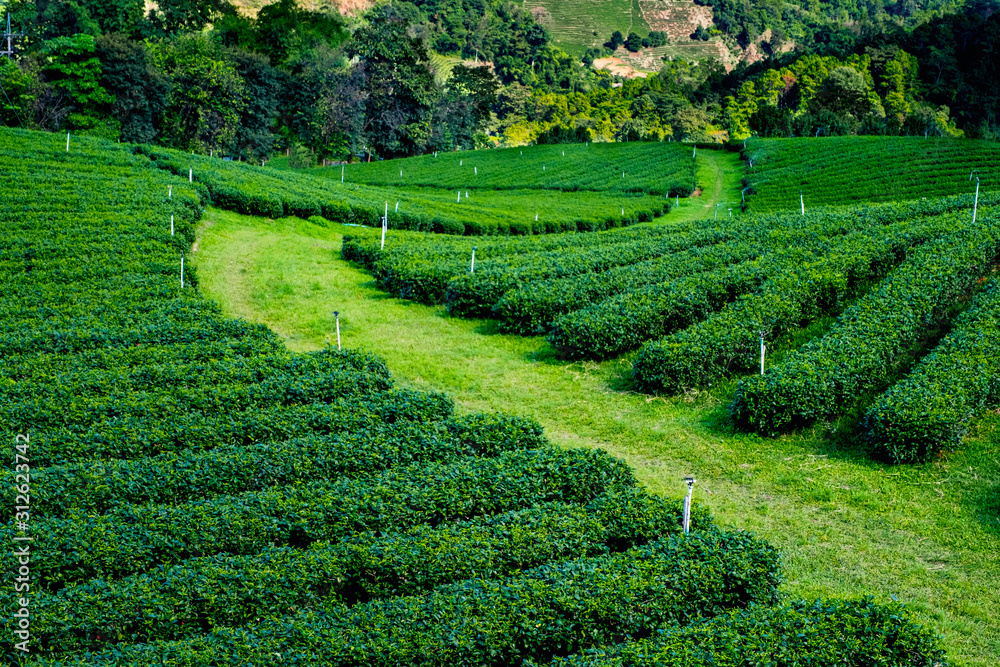 Tea Plantation on highland. Doi Mae Salong, Chiang Rai, Thailand. Tea Plantation on highland. Doi Mae Salong, Chiang Rai, Thailand.
