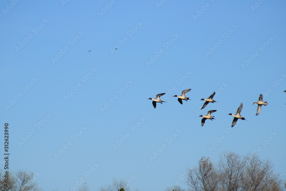 Flock of pintail ducks Flock of pintail ducks