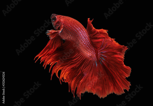 Fancy thai super red star pearls betta spreading fin and long tail swimming. Siamese fighting fish isolated black background. Close up and focus selection Colorful freshwater fishes CLIPPING PATH