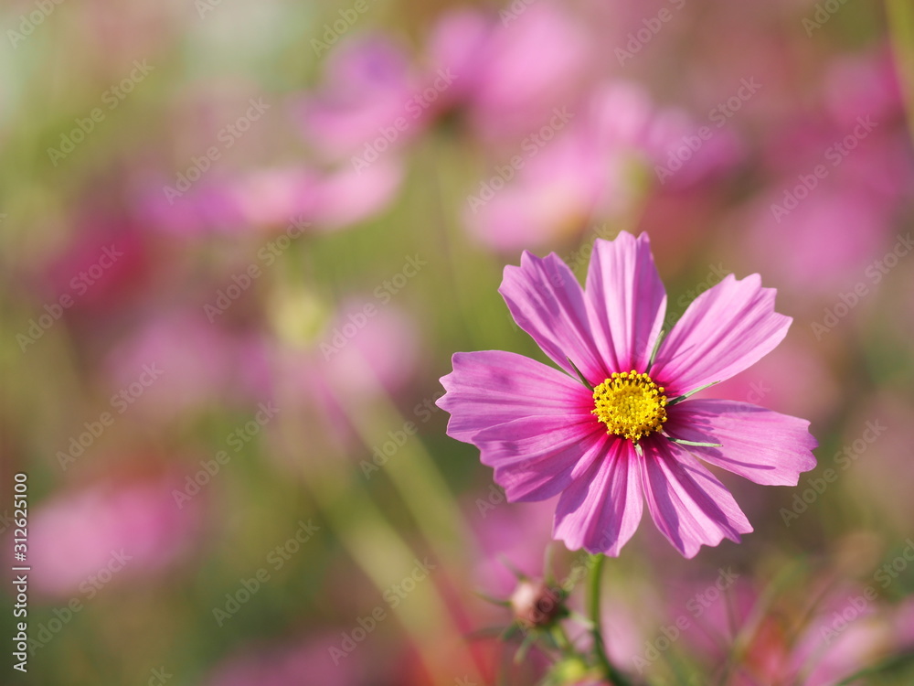 Pink Sulfur Cosmos, Mexican Aster flowers are blooming beautifully in the garden, blurred of nature background Pink Sulfur Cosmos, Mexican Aster flowers are blooming beautifully in the garden, blurred of nature background