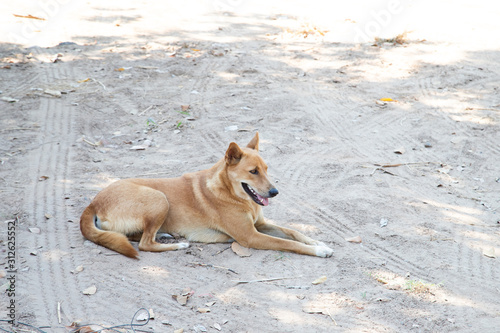 Brown dog lying  on the ground