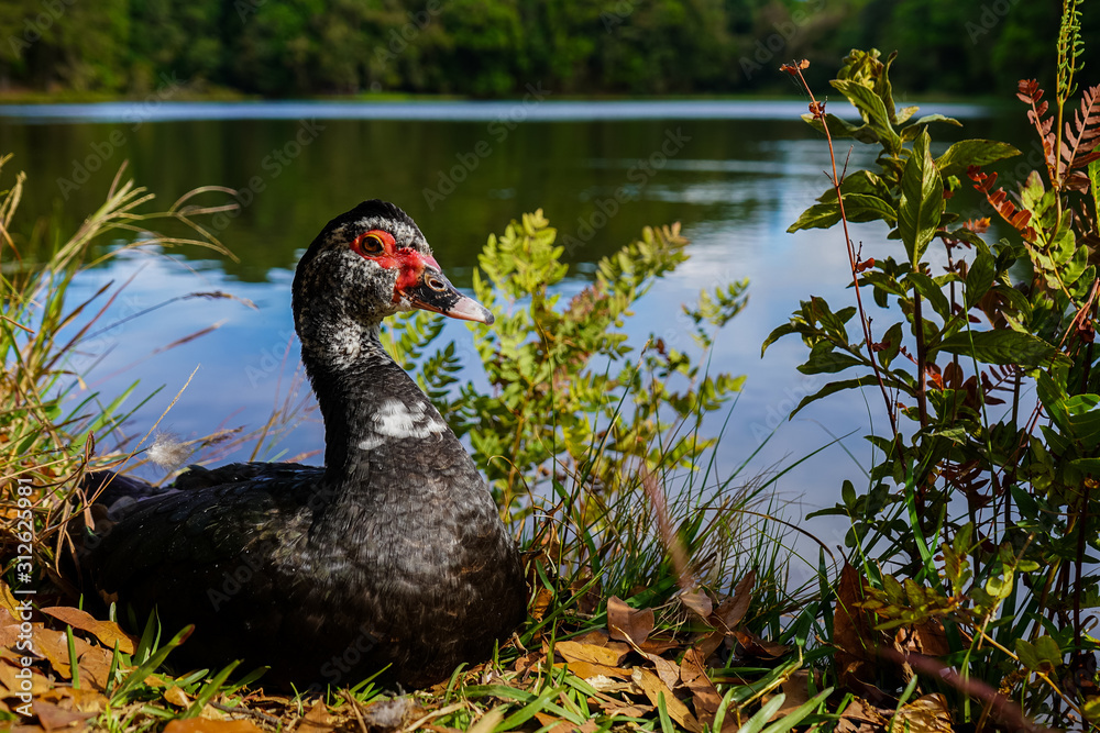 Beautiful elegant duck sitting near a lake Beautiful elegant duck sitting near a lake