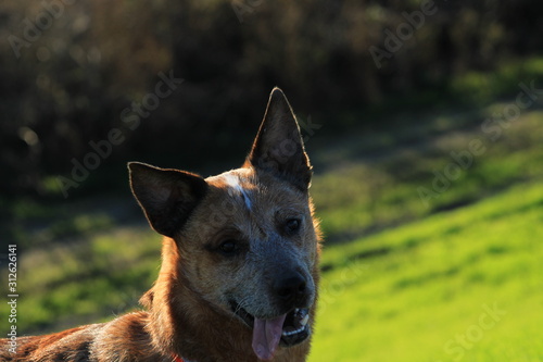 Red Heeler rescue dogs spending a day in the California sun with they're adopted family.