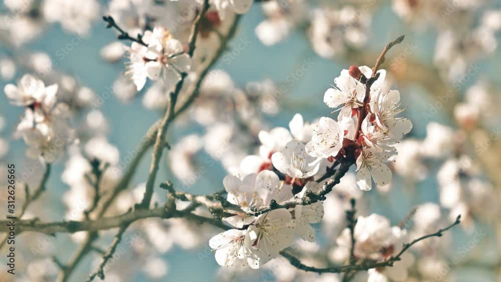 4K apricot flowers blooming in spring 4K apricot flowers blooming in spring