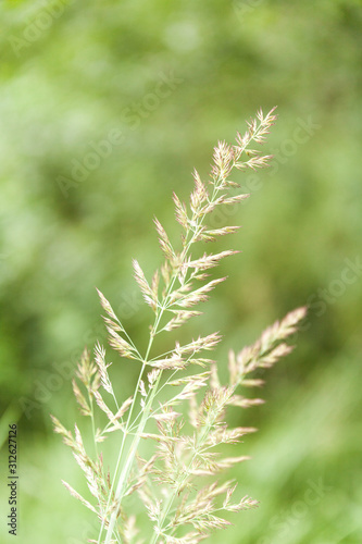 Grass closeup © JJ Hammond