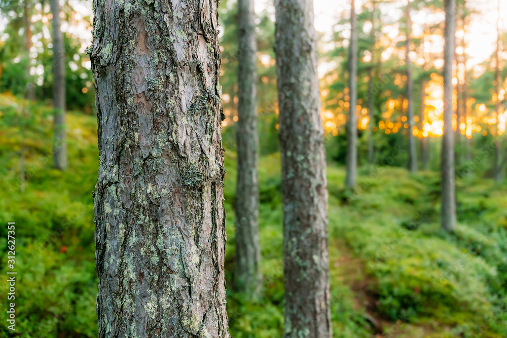 Forest Finland Forest Finland