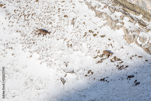 two ibex on a rock cliff in winter