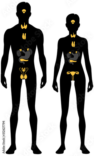 Endocrine system. Male and female body silhouette. Isolated perfect image symbols on white background. Vector illustration.