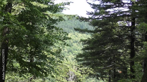 Campigna -  parco delle foreste casentinesi