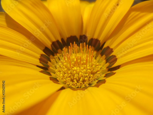 closeup of yellow flower
