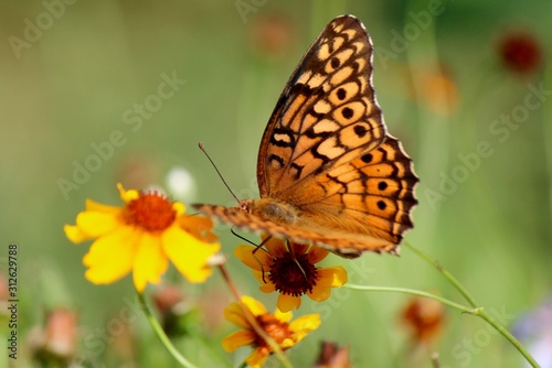 Fluttering in the flowers