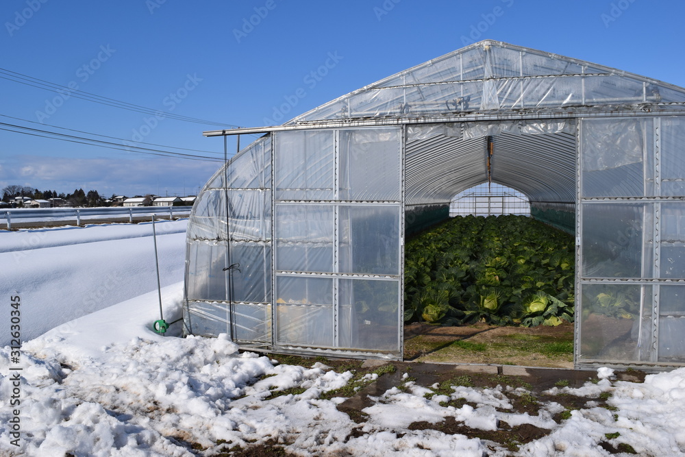 雪の中のビニールハウス