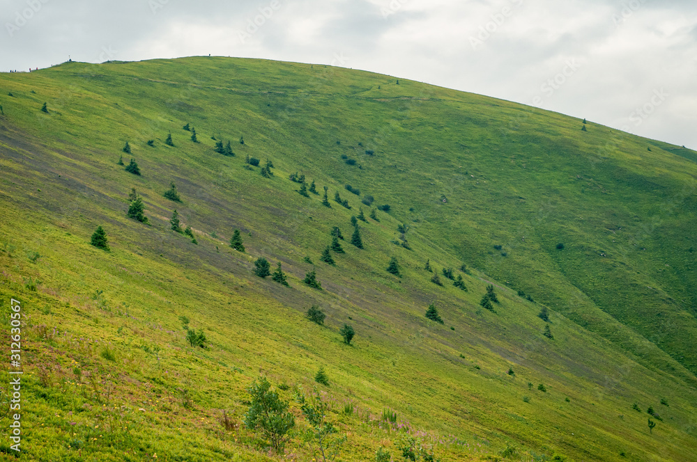 Beautiful mountain landscape. Scopes of the Carpathian mountains in the summer. Blueberry greens.