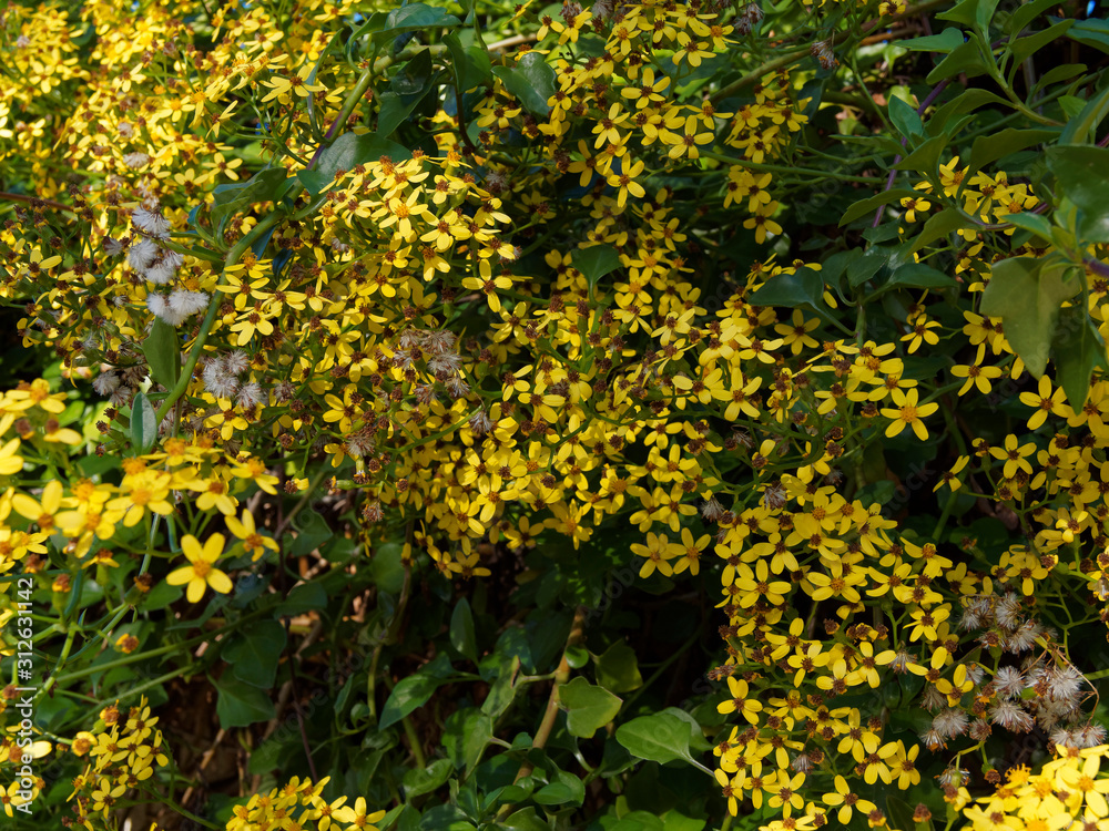 (Senecio angulatus) Séneçon anguleux en massif dense et grimpante vert et jaune légèrement parfumé (Senecio angulatus) Séneçon anguleux en massif dense et grimpante vert et jaune légèrement parfumé