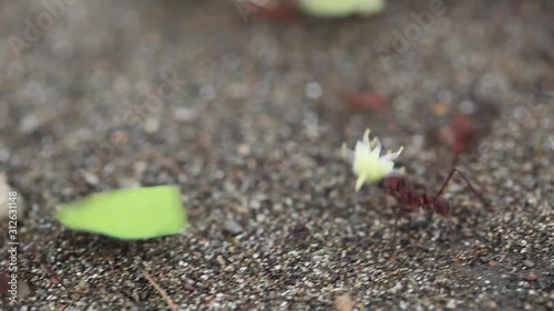 Leaf-cutter Ants Carrying Flowers