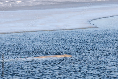 Fotografie Beluga whale or White whale (Delphinapterus leucas) swimming on sea surface near the edge of ice floe