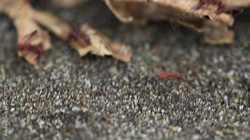 Leaf-cutter Ants