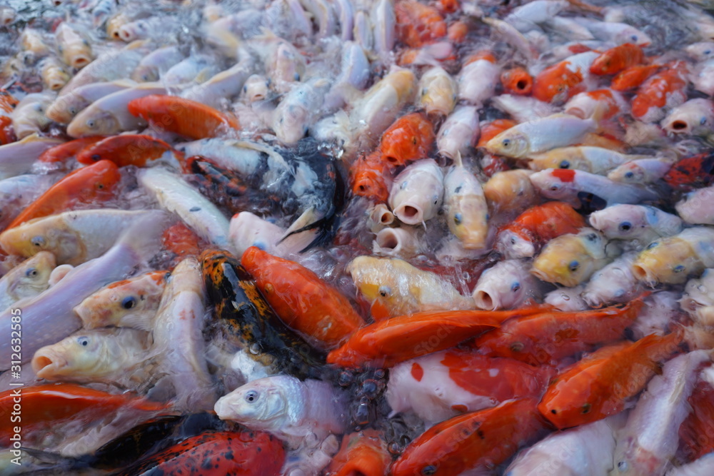 鯉 自然 魚 赤 水 鯉 自然 魚 赤 水