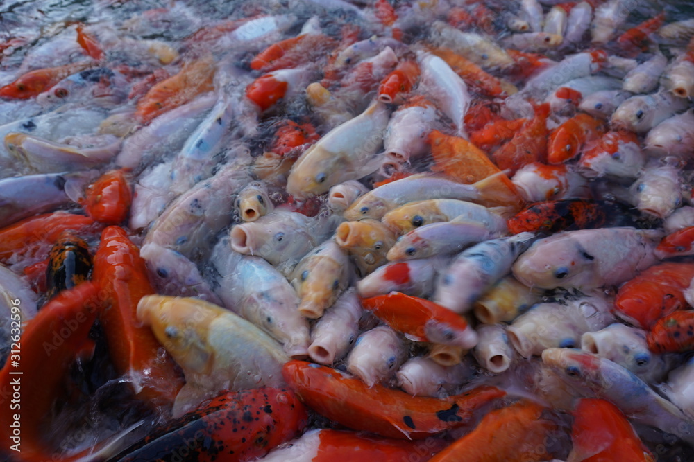鯉 魚 水 赤 自然 鯉 魚 水 赤 自然