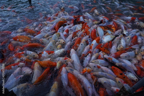 鯉　魚　水　自然　赤