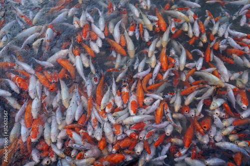 鯉　赤　魚　自然　水