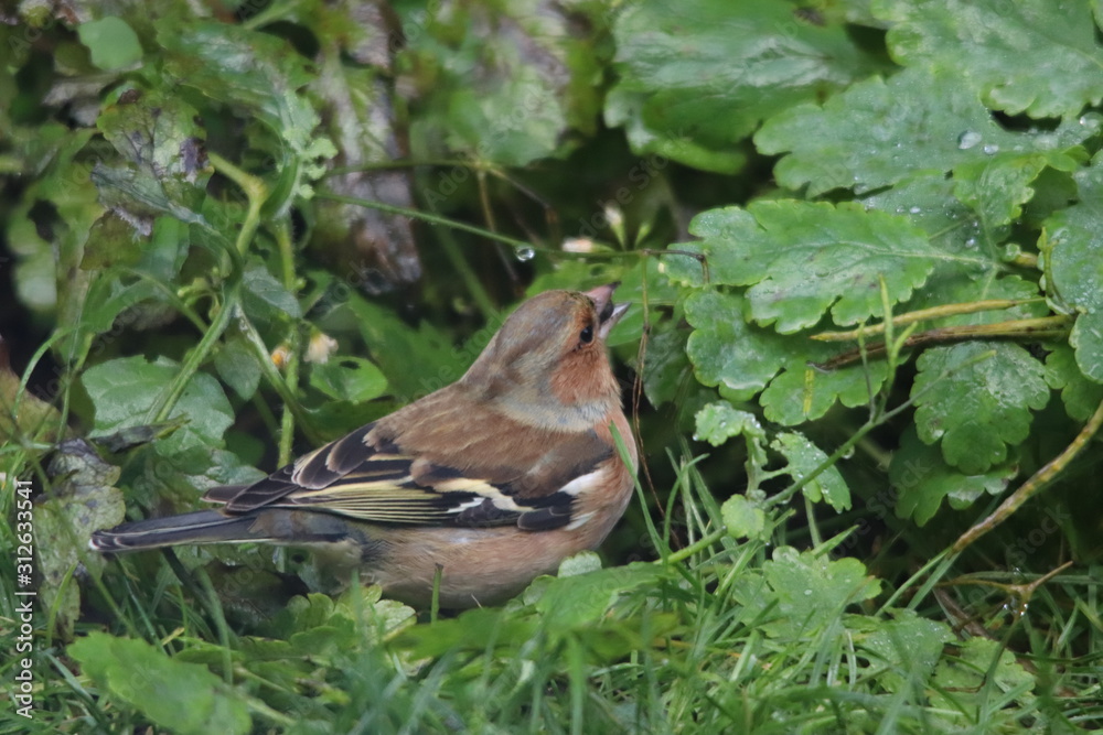 Repas dans la rosée Repas dans la rosée