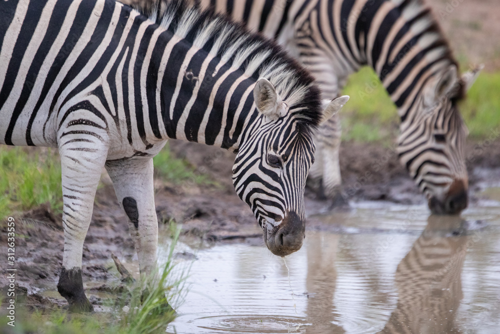 Zebra coming to drink at a small watering hole in the greater kruger. Zebra coming to drink at a small watering hole in the greater kruger.