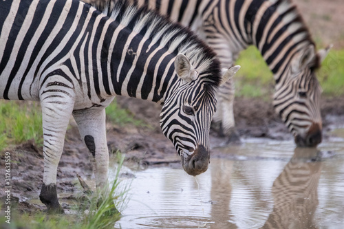 Zebra coming to drink at a small watering hole in the greater kruger.